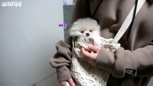 추워서 찡찡거리는 강아지 | 인스티즈