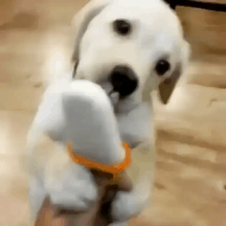 멍뭉이.gif | 인스티즈