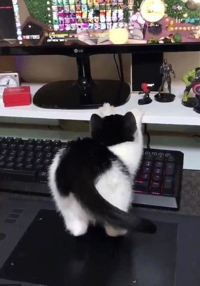 고양이 자세 jpg | 인스티즈