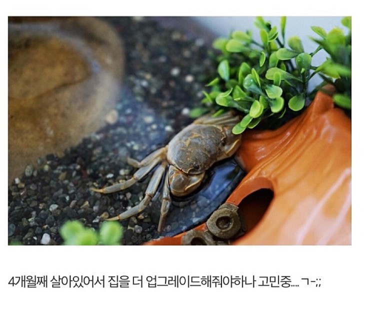 게 키우게 된 디씨인.jpg | 인스티즈