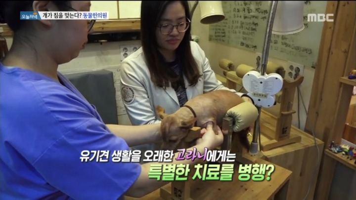 강아지 한의원.jpg | 인스티즈