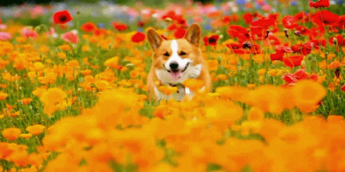 댕댕이의 사개절.gif | 인스티즈