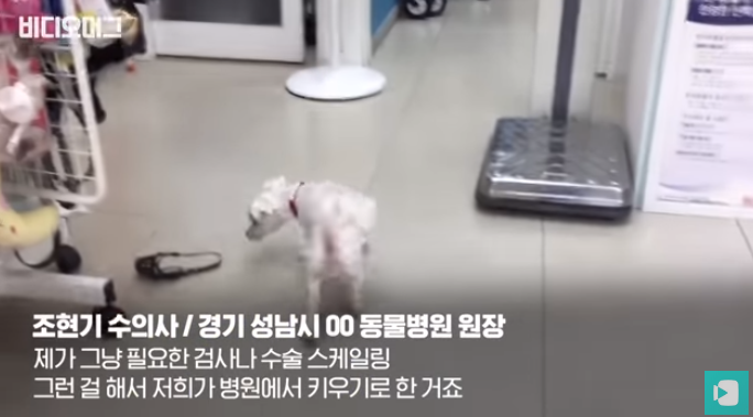 폭염 속 버려진 똘똘이가 모니로 개명한 사연 | 인스티즈