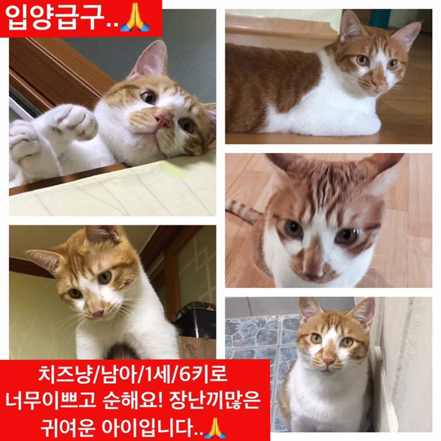 안락사명단 아이들 보고가줘ㅠㅠ 엄청많아.. | 인스티즈