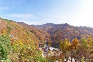 단풍 이미지