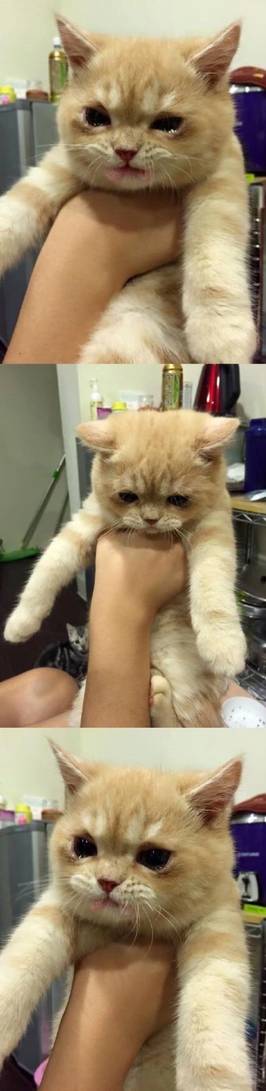 약 먹고 우는 고양이 | 인스티즈