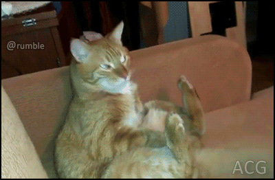 고양이 오작동 스위치.gif | 인스티즈