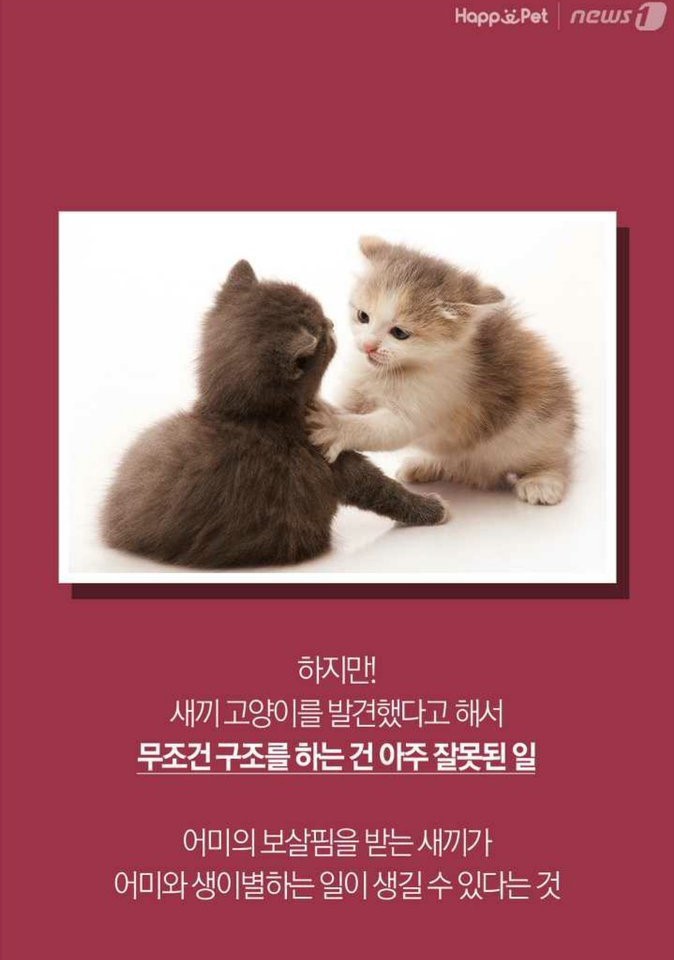 새끼고양이를 함부러 냥줍하지마세염 | 인스티즈