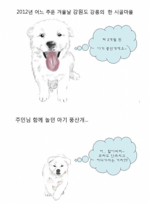 할아버지를 지킨 아기풍산개.jpg | 인스티즈