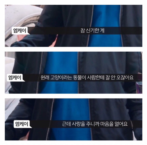 망원동 고양이 밥을 책임지고 있는 아이돌 | 인스티즈