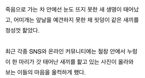 도살장으로 가는 트럭 안에서 태어난 아기 강아지 | 인스티즈