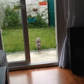 어이없어서 피식하게되는 개고양이들.gif | 인스티즈