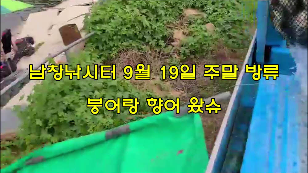 붕어랑메기랑 이미지