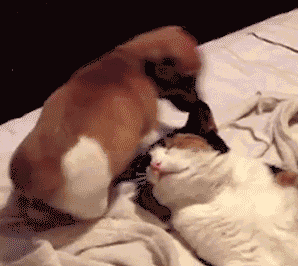 냥아치랑 댕댕이.gif | 인스티즈