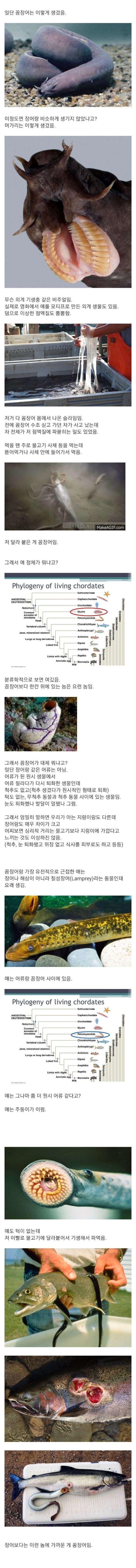 꼼장어 정체.jpg (혐오주의) | 인스티즈