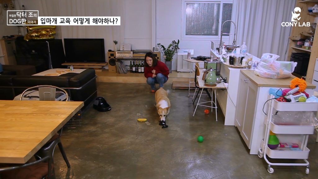 [영상] 강아지에게 거부감 안들게 입마개 교육하는 법! | 인스티즈