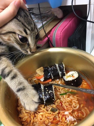 밀가루 음식 좋아하는 냥냥이 | 인스티즈