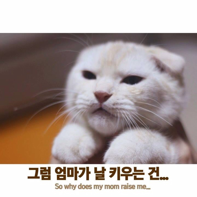 엄마가 나를 키우는 이유 고양이 Ver | 인스티즈